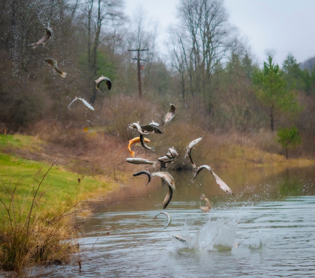 Trout Season Opener